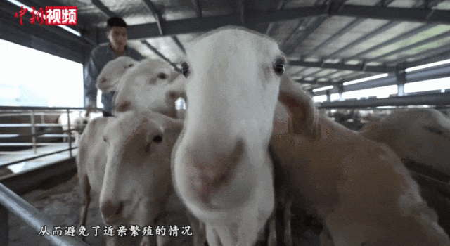 南浔湖羊动图。 南浔宣传部 供图