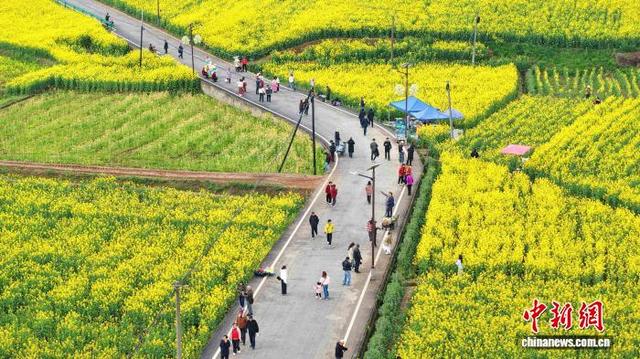 秦巴腹地“披金装” 2026最美油菜花海汉中旅游文化节启幕|油菜花海_新浪财经_新浪网