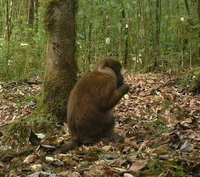 李成在墨脱森林内拍摄的白颊猕猴。受访者供图