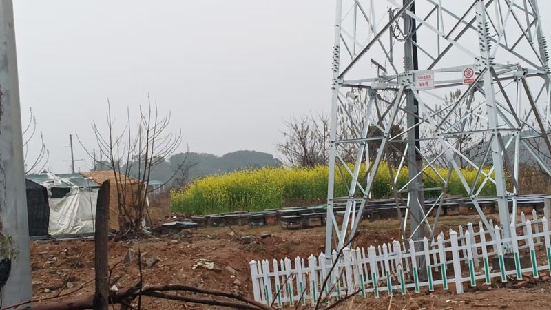 彭先生的蜂箱不远处就是油菜花田。受访者供图