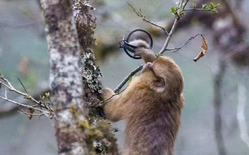 被兽夹夹住前肢的白颊猕猴。图/网络视频截图