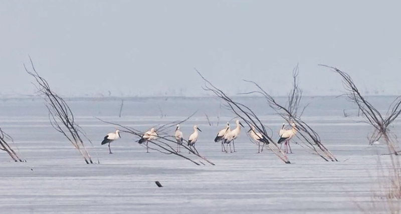 东方白鹳。宋会强 摄