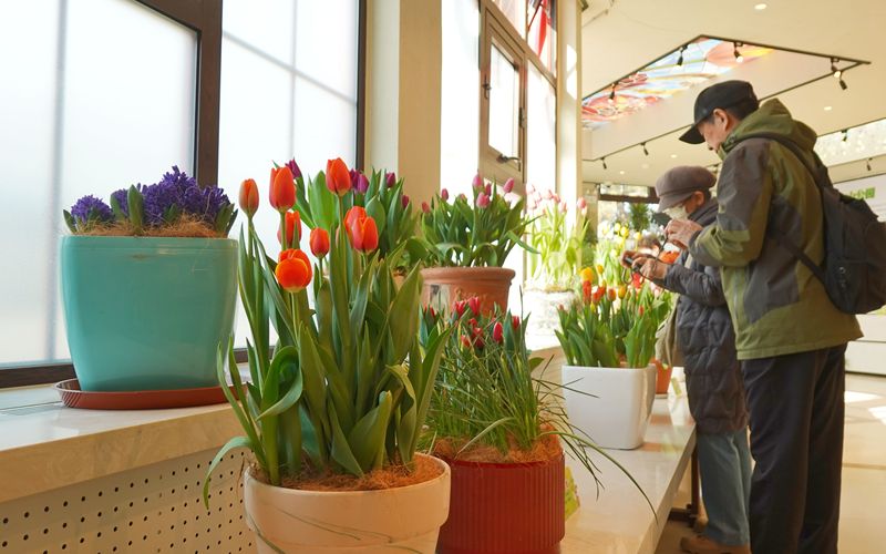 3月20日，中山公园唐花坞展厅，“花漾中山·春郁满堂——郁金香特展”率先亮相。中山公园供图