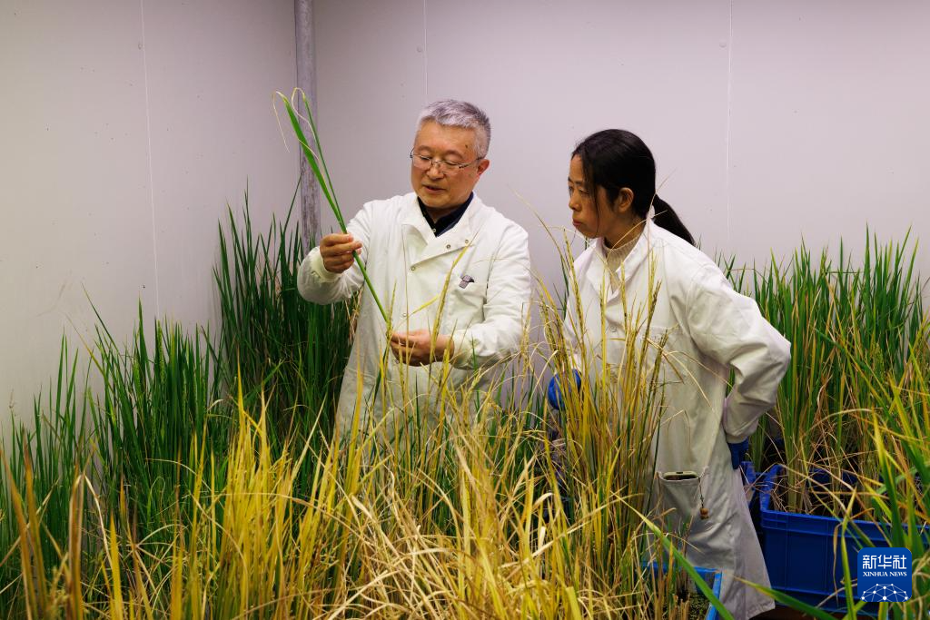 我国科学家发现野生稻“长寿基因”|院士|植物科学|中国科学院|王佳伟|韩斌_新浪新闻