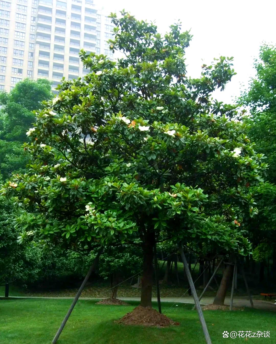 玉兰树深埋还是浅埋好,优缺点全面对比?这样种成活率翻倍