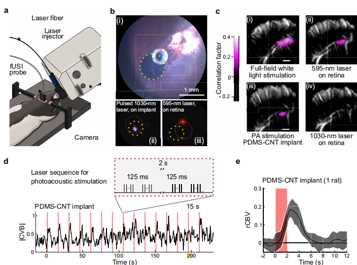 图丨体内 Long-Evans 视网膜光声刺激后上丘激活（来源：Nature Communications）