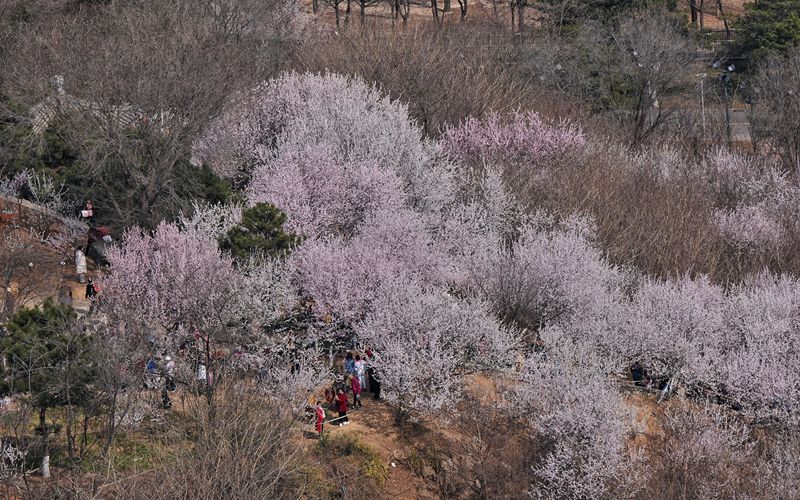 北京园博园桃花谷开花率已达八成。新京报记者 陶冉 摄
