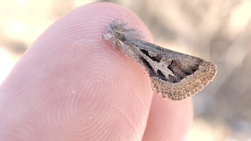 首都夜蛾翅膀上的花纹像花猫或豹子。受访者供图