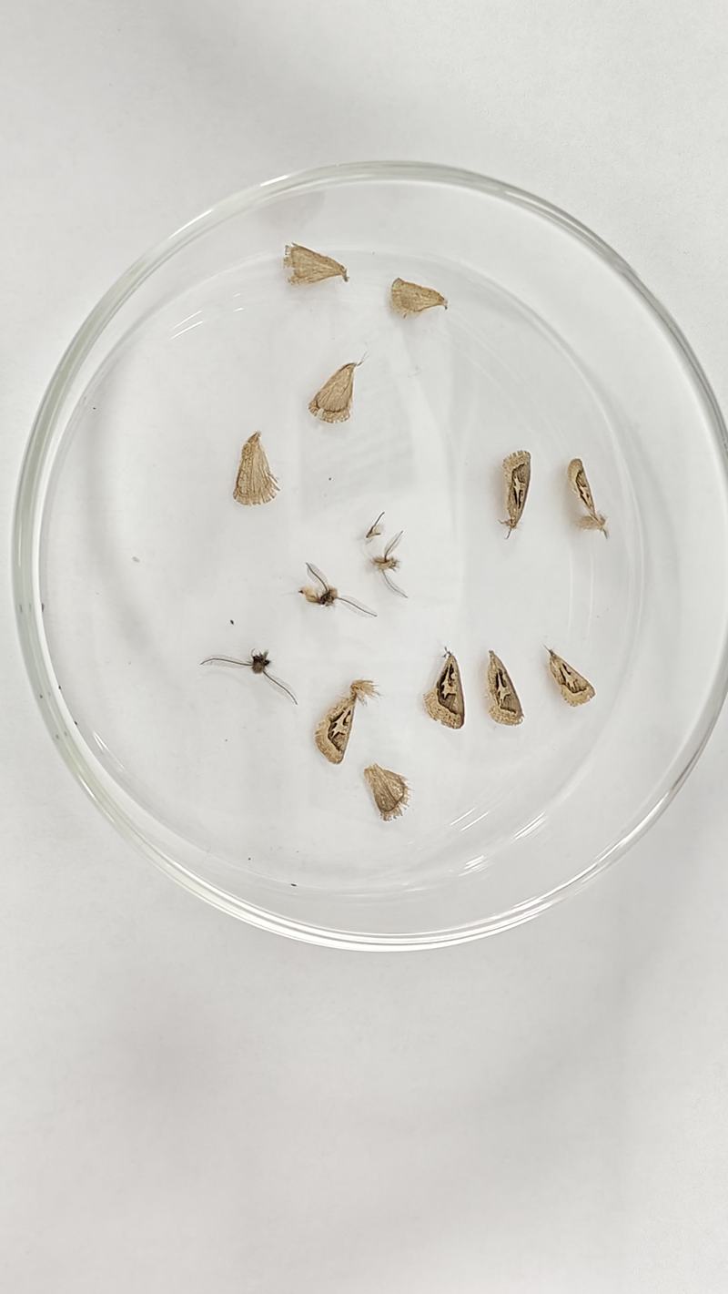 杨南在雪地捡到的翅膀。受访者供图