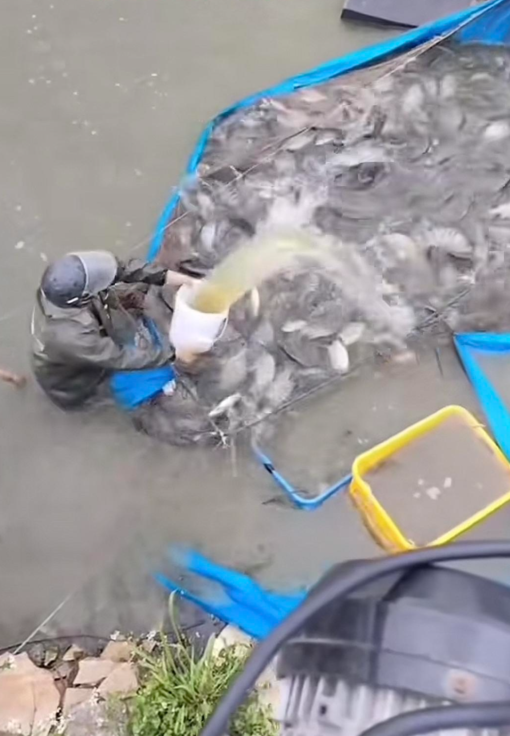 渔民起网时泼撒丁香酚镇痛剂