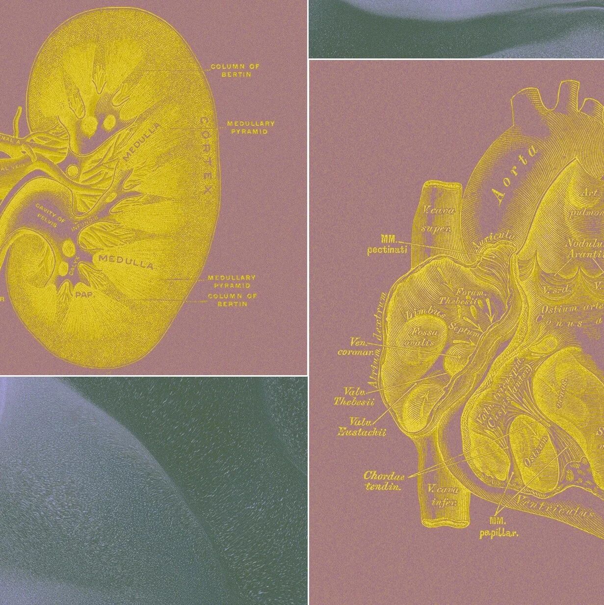 神秘初创培育“不长脑袋的类器官系统”，亿万富翁狂砸重金押注，有望终结动物试验