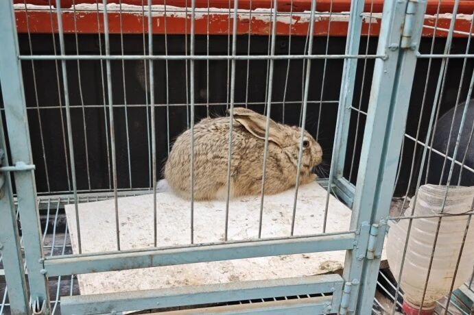 禁猎区使用照明灯、抄网多次非法狩猎野生草兔，陕西一男子被刑拘