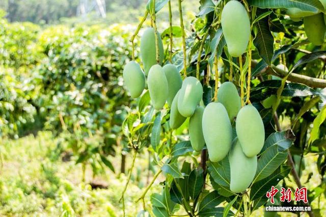 ͼΪ������ɫâ����(����ͼ)����ũҵũ���� ��ͼ