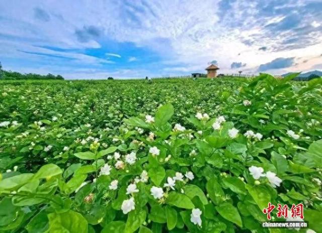 ͼΪ���Թ������ݵ����򻨼�������ʳ���ᡣ����ũҵũ���� ��ͼ