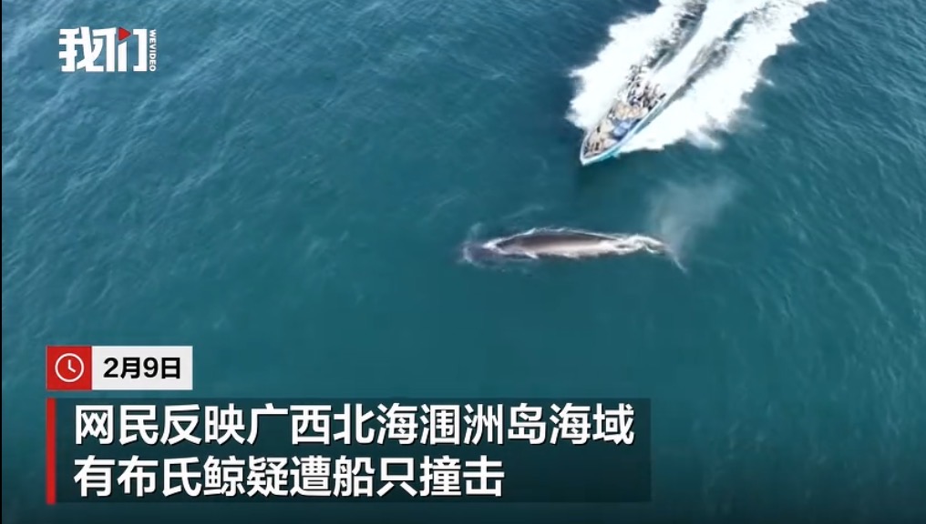 涠洲岛追鲸：人类的靠近，背上的伤痕