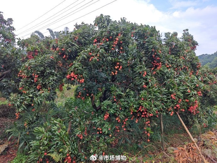 荔枝产量“大小年”背后的气候原因是什么?|广东省|品种|果园|暖冬|树体_新浪财经_新浪新闻