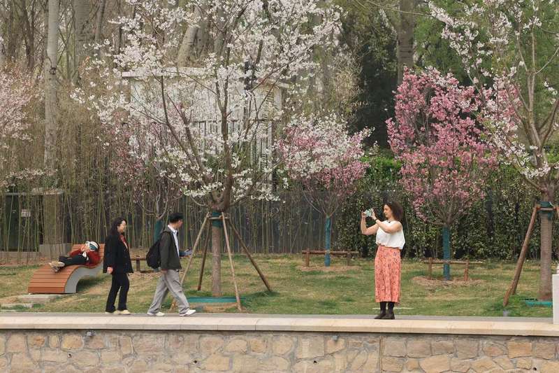 北小河公园樱花绽放。新京报记者 王飞 摄