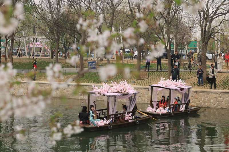 北小河赏樱游船启航。新京报记者 王飞 摄