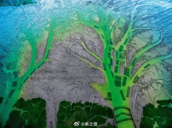 钱塘江退潮后惊现巨型“潮汐树”!大自然的鬼斧神工有多震撼?|潮水|潮沟水系|潮滩地貌|滨海地质|滩涂_新浪新闻