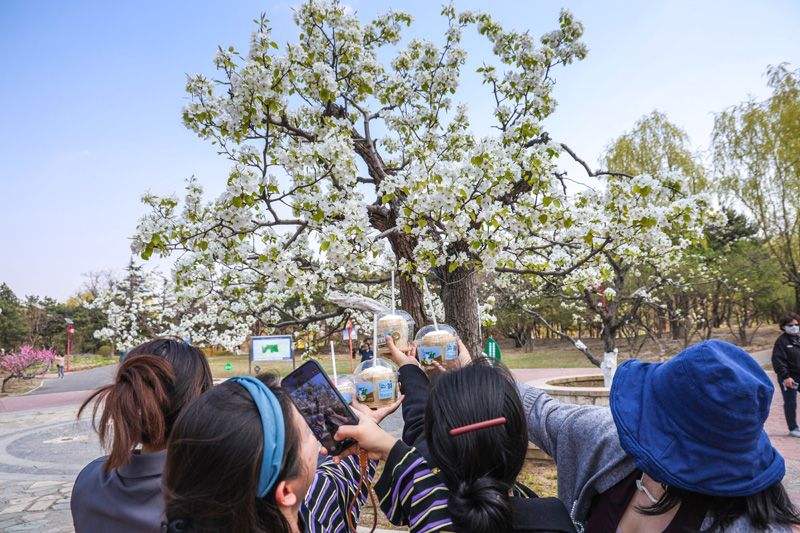 京城梨园梨花广场，梨树迎来盛花期。新京报记者 王远征 摄
