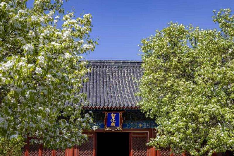 智化寺梨花盛开。新京报记者 王远征 摄