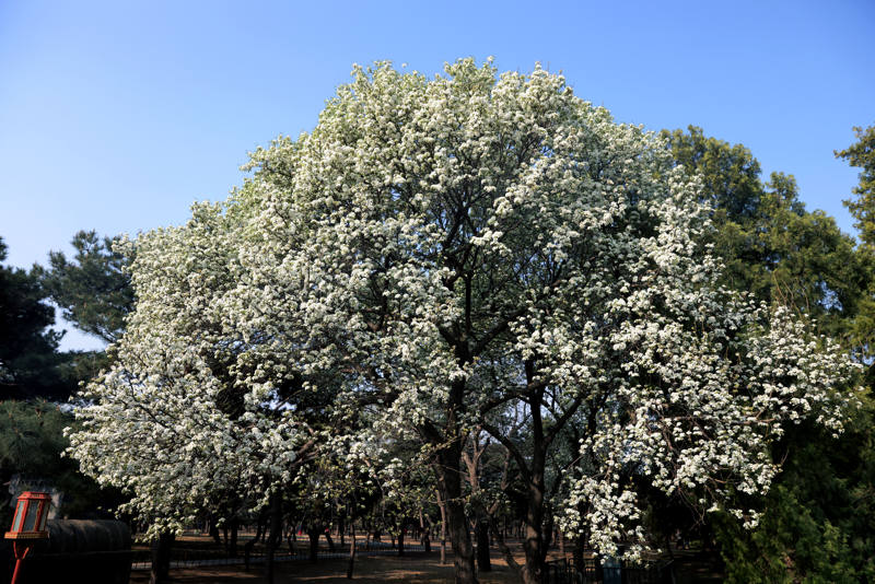 天坛公园，秋子梨繁花似锦。资料图片/新京报记者 薛珺 摄
