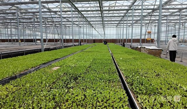 图为太白县绿蕾农业发展有限公司的大棚。