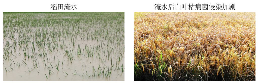 水稻育种新突破：中国科学家揭示免疫驯化机制与广谱抗病育种技术