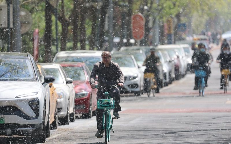 4月10日，北京市西城区，市民在杨柳絮飘飞的街道上骑行。图/IC photo