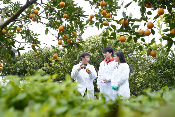 西南大学师生在柑橘实验基地查看柑橘长势