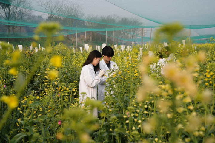 西南大学学生在试验田摘取油菜花花蕾用于实验
