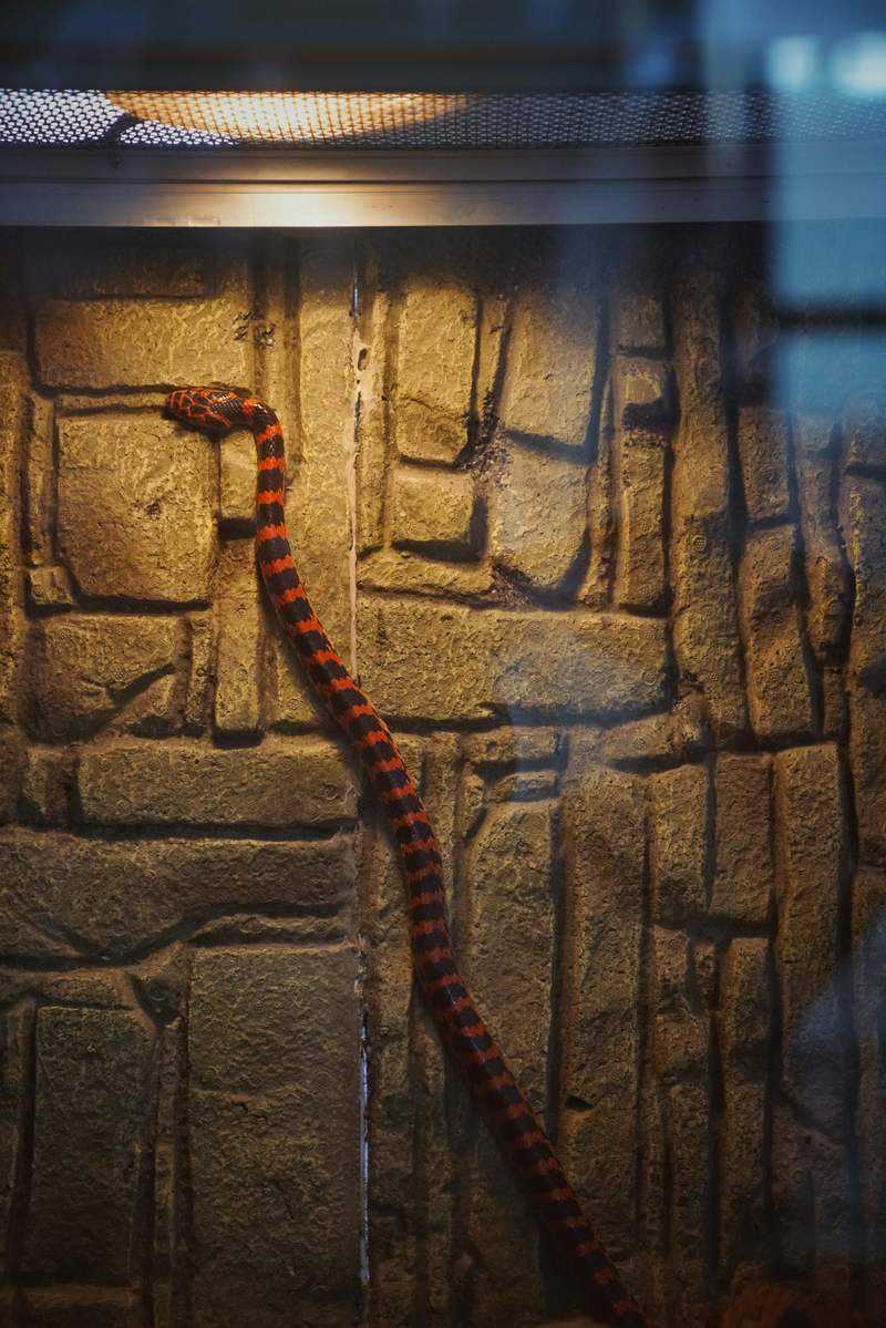 北京动物园两栖爬行动物馆中的赤链蛇。新京报记者 薛珺 摄