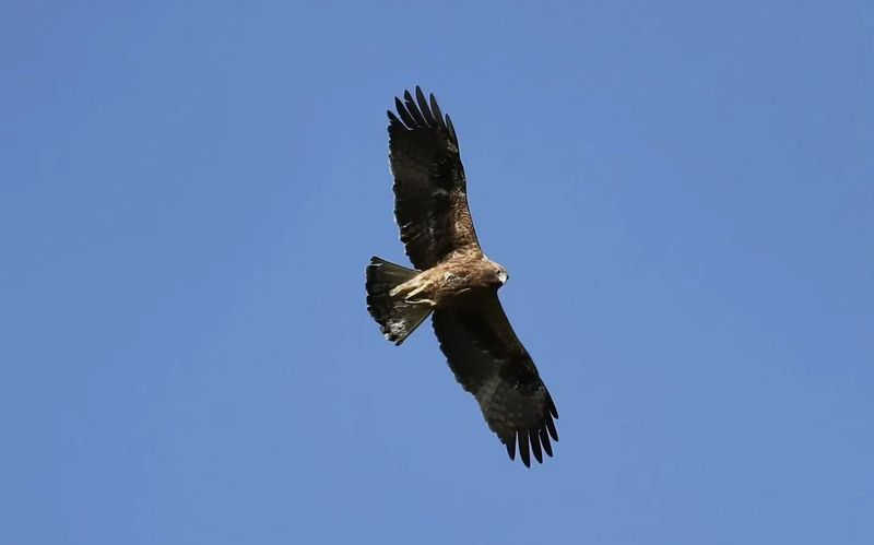 在天空飞翔的靴隼雕。图/“北京顺义”微信公众号