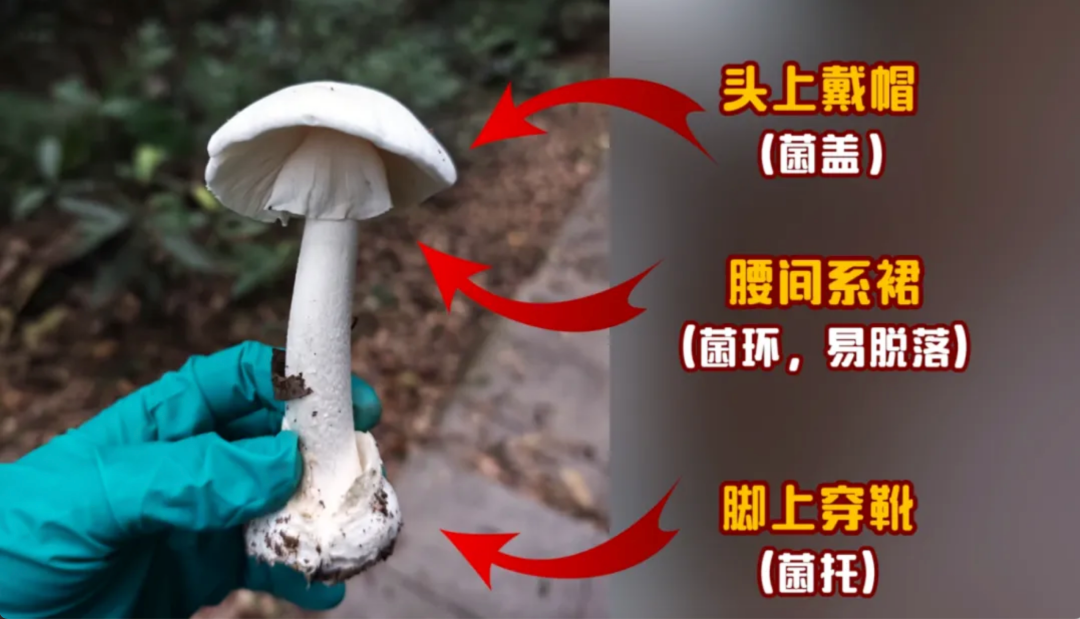 别吃!广州一医院近期收治多名中毒重症患者!紧急提醒:无特效解毒药......_新浪财经_新浪网