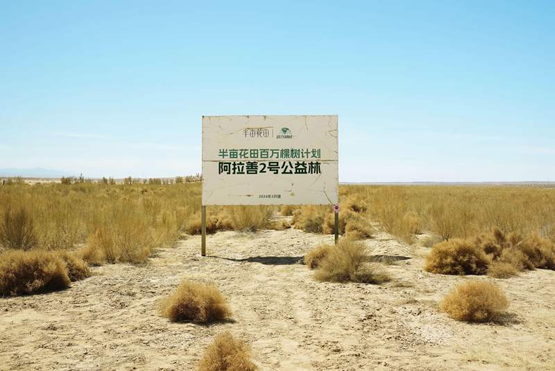 半亩花田团队连续六年亲临腾格里沙漠，沿着规划好的治沙线种下防沙木植。