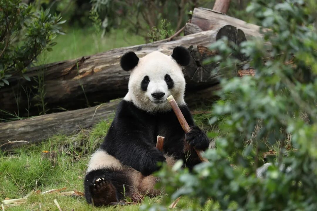 中美开启新一轮大熊猫保护合作研究