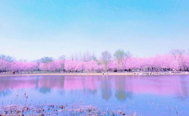 △花木姿态 张立娜 摄