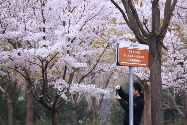 △樱花站台 老鼠天使 摄