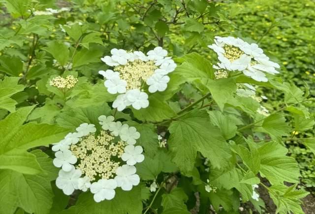 △天目琼花海 史利娟 摄