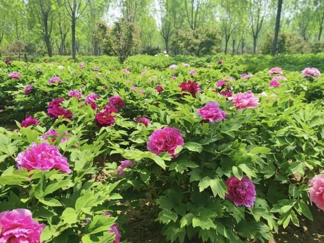 △牡丹花下 王小然 摄