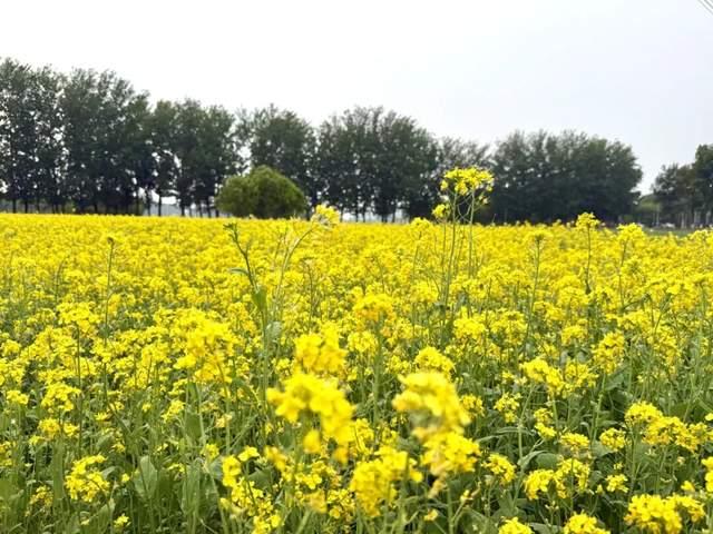 △无须远行的油菜花海 姜杨 摄