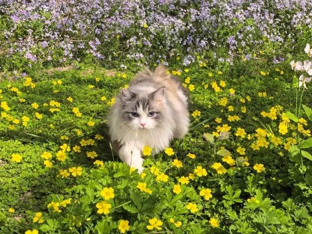 △布偶花仙子 黄莺 摄