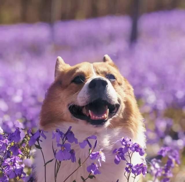 △紫色荡漾 啤酒 摄