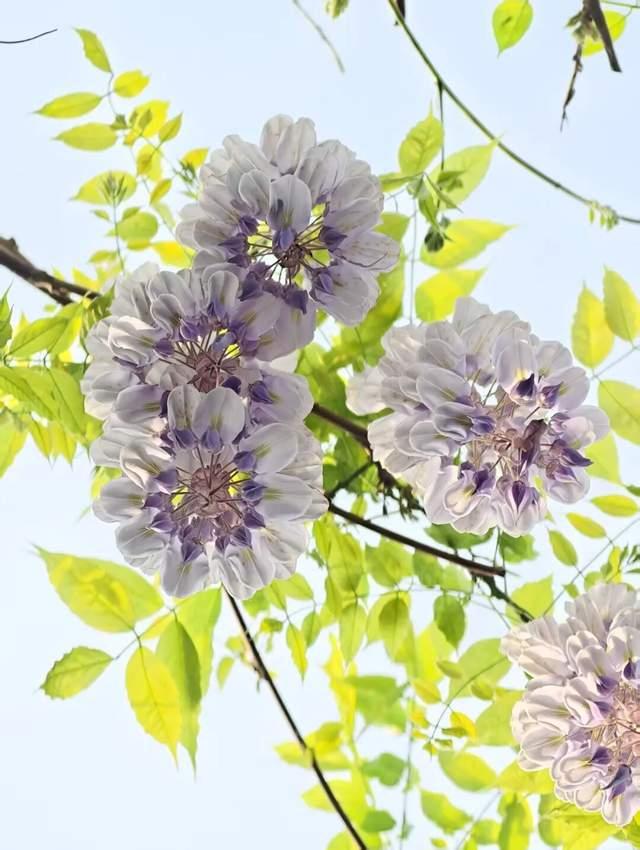 △减河春色 静思 摄