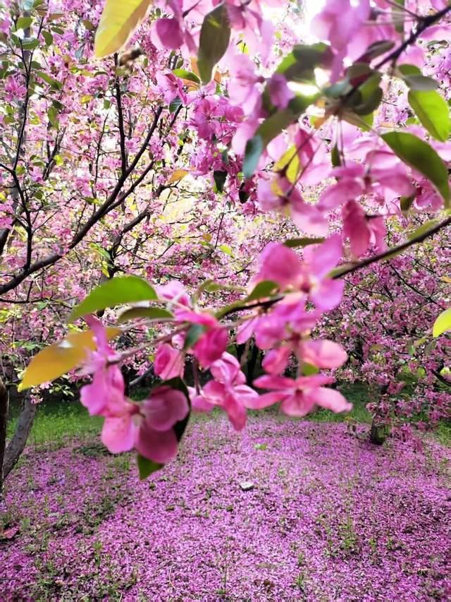 △锦绣花毯 李伟 摄