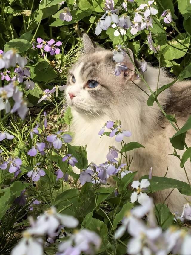△布偶花仙子 黄莺 摄