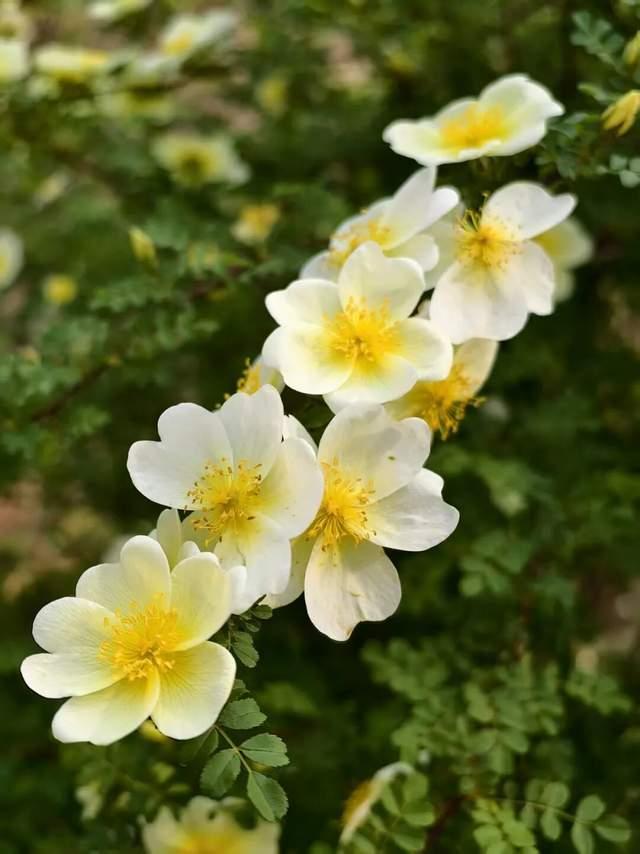 △减河春色 静思 摄
