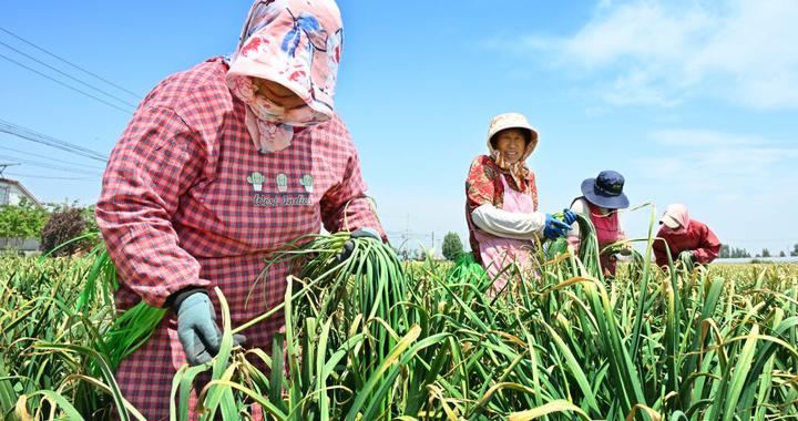 “免费抽蒜薹”走红背后：为啥邀请游客免费抽走蒜薹？