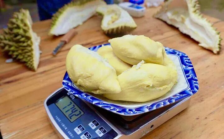这是云南西双版纳勐腊县一农户家种植的“树上熟”榴莲。新华社发（苑红利 摄）