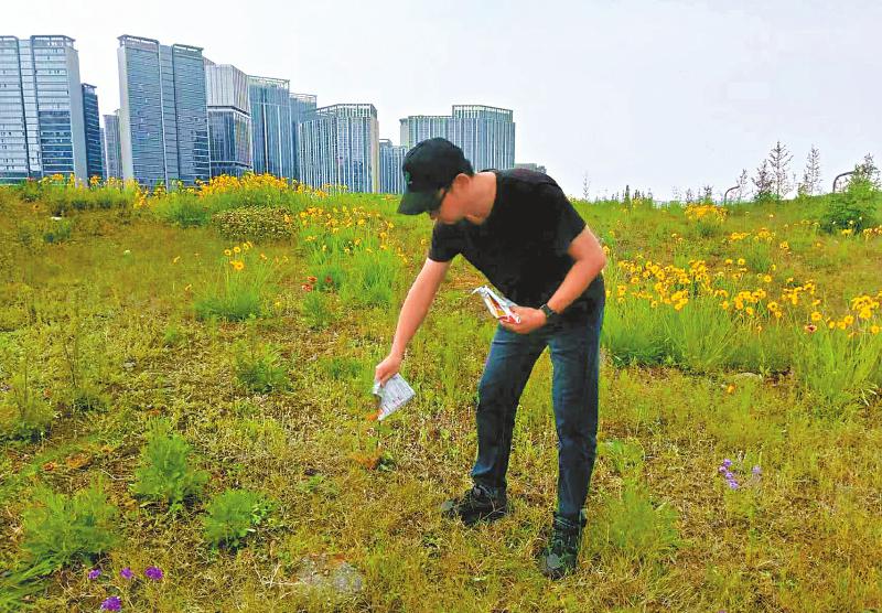 工作人员正在撒施饵剂。成都市林业和草原有害生物防治检疫站供图